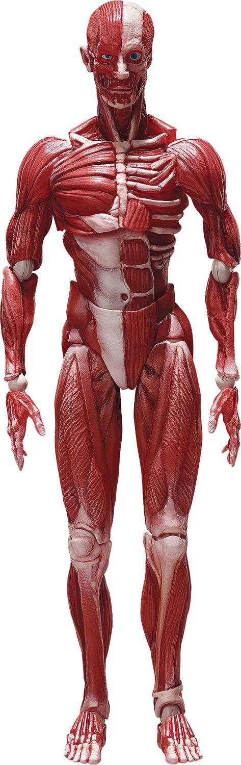 Figma: Max Factory x Masaki Aspy: Human Anatomical Model