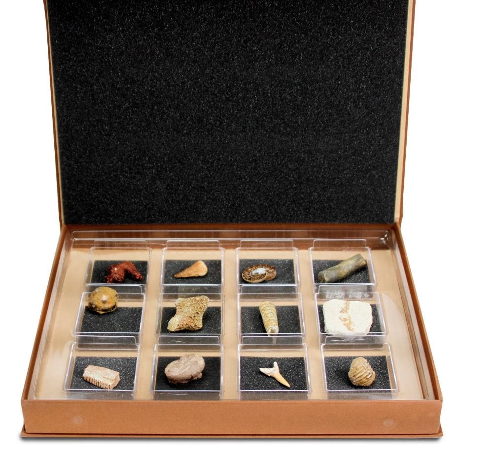 Geoworld: Nature Collections - Fossils Set #2