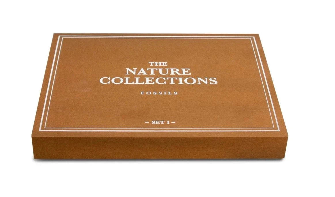 Geoworld: Nature Collections - Fossils Set #1