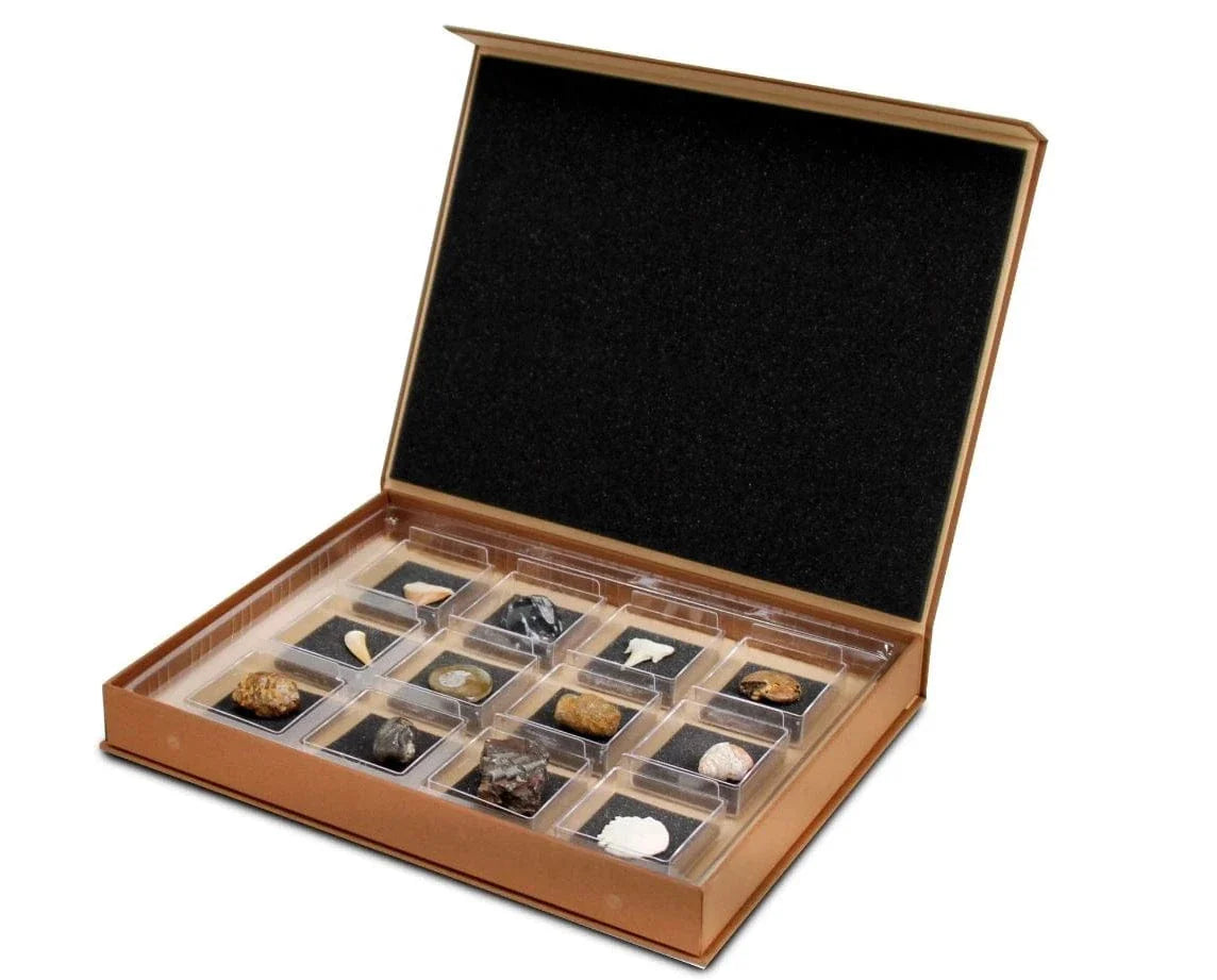 Geoworld: Nature Collections - Fossils Set #1